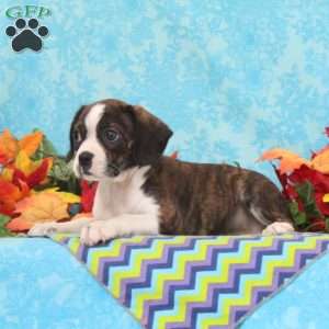 Mocha, Boston Terrier Mix Puppy